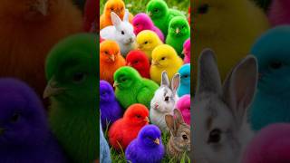 Tangkap Ayam Lucu, ayam warna warni, ayam rainbow, kelinci lucu, bebek lucu, ikan koi, Hewan Lucu