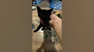 Shorts Simba4 