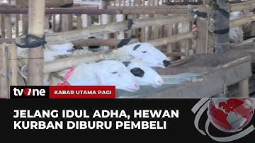 Jelang Idul Adha, Hewan Kurban Diburu Para Pembeli | Kabar Utama Pagi tvOne