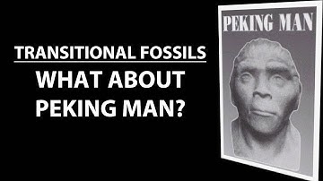 Transitional Fossils - Peking Man