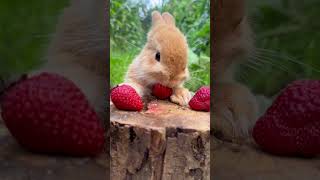 Discover the Beauty: Surah Al-Muzzammil in 60 Seconds! #shorts #shortvideo