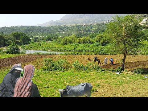يا حبيب داوي جروحي اقوى اغنية شعبية مناظر السدة النادرة اب