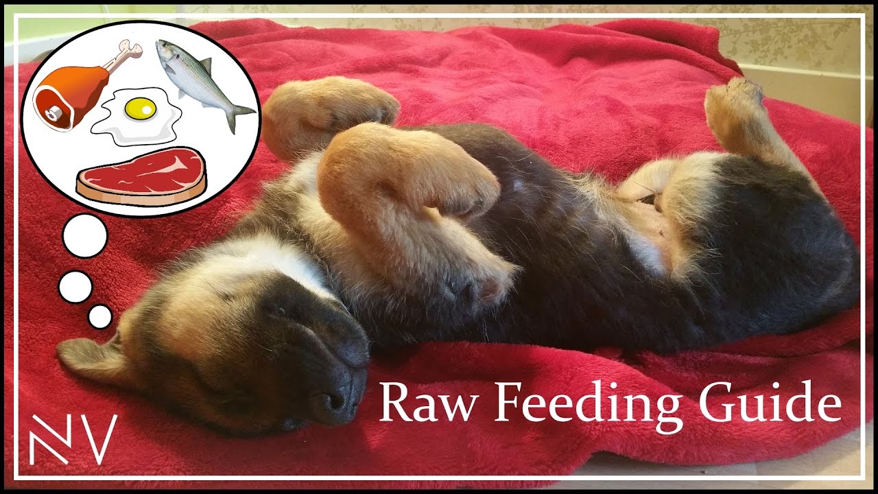 Complete Guide To A Raw Diet For Dogs | NerdVlog - YouTube