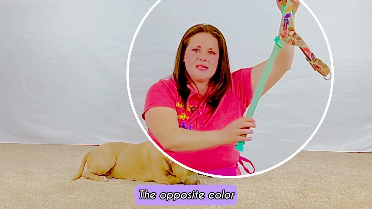 How to Use an Easy Walk Harness for Strong Pullers and Reactive Dogs