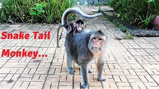 Snake Tail Monkey Showing Her Beautiful Style With Tiny Baby Bean On Back