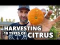 Harvesting Citrus Fruit | 10 Backyard Types of Citrus + Harvesting Tips!! | Orange, Mandarin, Etc.