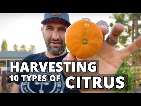 Video: Skörda citrusfrukter - varför är citrusfrukter svåra att dra av träd