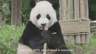 Panda School screenshot 3