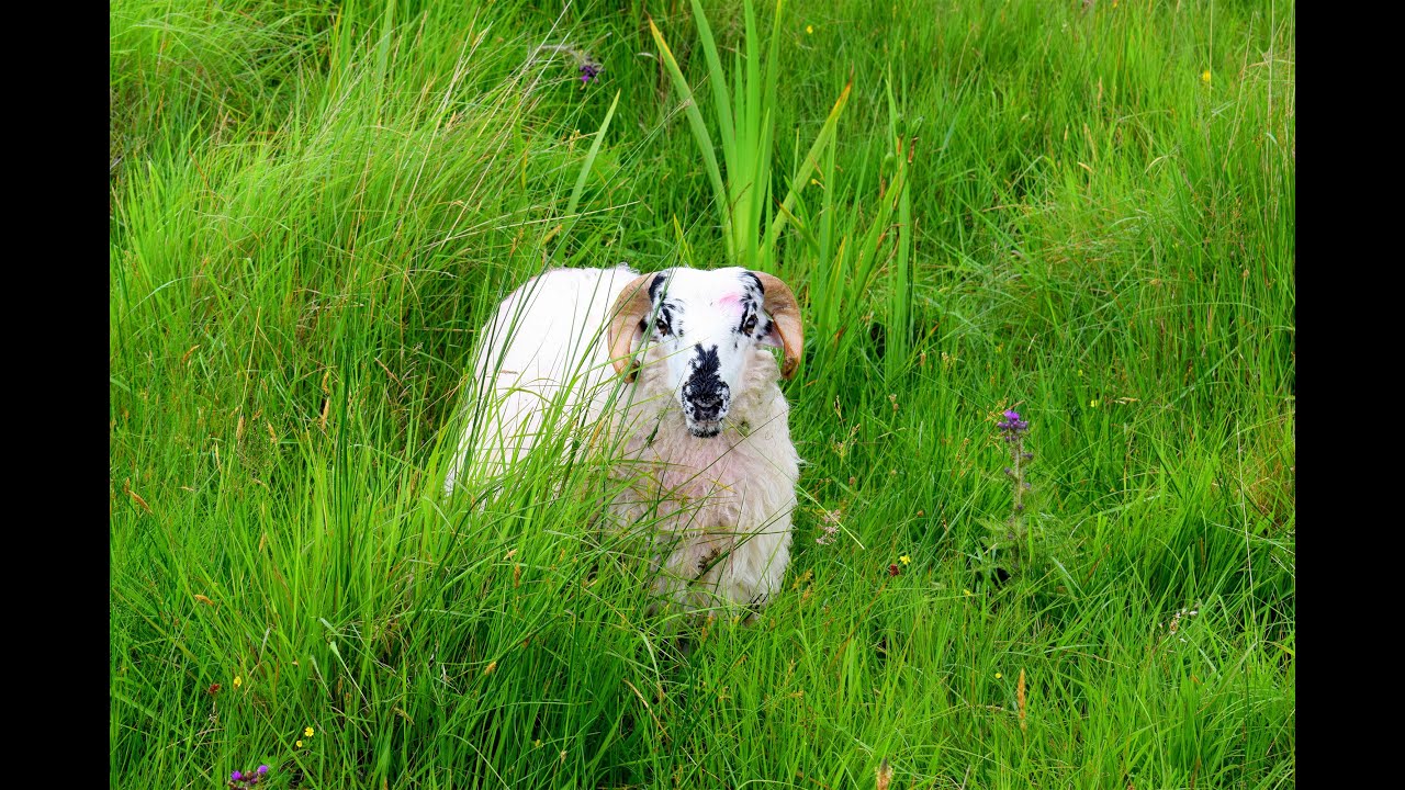 Gap of Dunloe 4K | Scenic Drive Kerry | Ring of Kerry | Irish Countryside | Ireland Travel Part 6 💚
