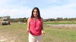 Alachua County allocates $100,000 to expand fresh produce access and combat food insecurity
