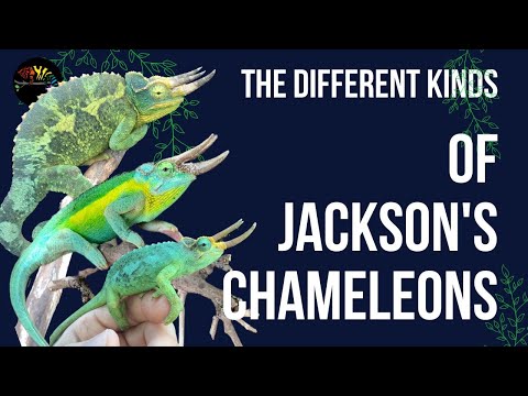 Video: Jackson's Chameleon: beskrivelse, foto, indholdsfunktioner