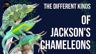 The Different Kinds of Jackson's Chameleon