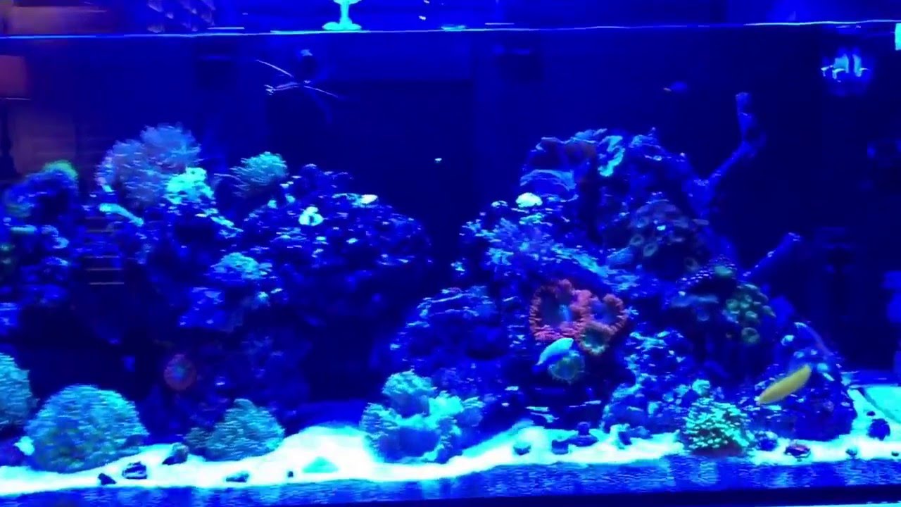 Reef action