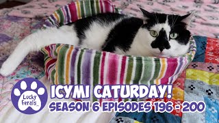 ICYMI Caturday! * Lucky Ferals S6 Episodes 196  200 * Cat Videos Compilation  Feral Kittens