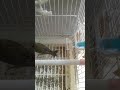أنثى طائر الخضري