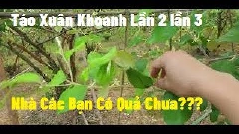 Táo Xuân Khoanh Lần 2, Lần 3 Rồi Của Các Bạn Có Hoa Chưa I Núi Đồi Lục Ngạn
