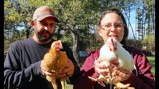 We NEED Your INPUT!  Freedom Ranger vs. Cornish Cross Meat Chickens...Just the FACTS!!