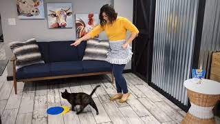 Cat Trainer of 20 YEARS Trains Cats To Do Crazy Dog Tricks! by Cat Boss TV 213 views 5 years ago 1 minute, 31 seconds