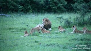 Lion Daddy Babysitter roars, Rekero male, Maasai Mara