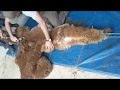 Efficient and humane alpaca shearing