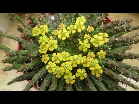 تصویری: گل افوربیا گیاهی زیبا با شیره سمی است