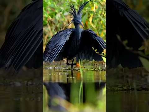 Nature's Smart🧠 hunter #facts #shortvideo #factvideo