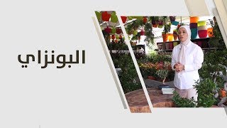 أمل القيمري - البونزاي