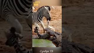 Зебра кормит крокодила. Дикий мир в дикой природе.