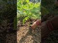 Trick to repoting |  capsicum plants #shorts​ #organicgardening​ #gardeningtips​ #farmingtips​🌱