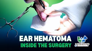 Cat Ear Hematoma Repair | Part 2: Advanced Surgical Technique and Healing