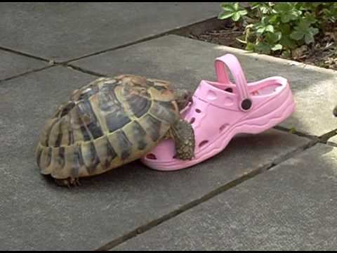 turtle crocs