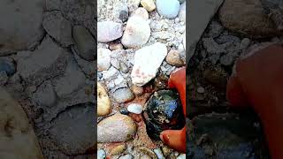 I found a black wood fossil stone inside. #woodfossil #stone #blackwood #blackstone #hunting #gold