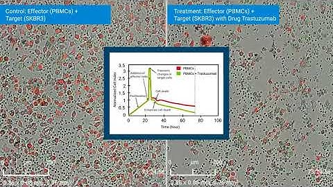 Monitor and Measure ADCC by both Impedance and Imaging using xCELLigence RTCA eSight