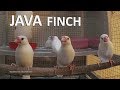White Java Sparrow Singing And Chirping Indoor Male And Female Finches White Java Sparrow Singing And Chirping Indoor Male And Female Finches