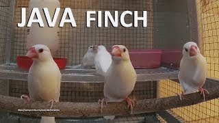 White Java Sparrow Singing and Chirping (Indoor)  Male and Female Finches