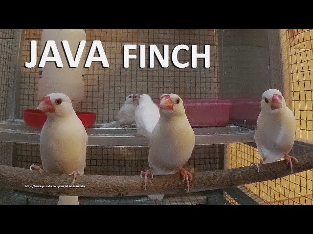 White Java Sparrow Singing and Chirping (Indoor) - Male and Female Finches class=