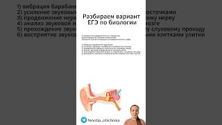 Задание 16 ЕГЭ биология, анатомия, слуховой анализатор.