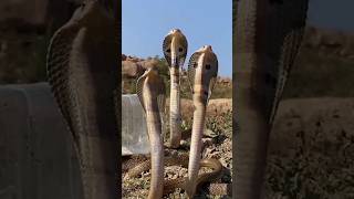 viral snake video shorts youtubeshorts snake shortsfeed