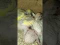 Budgies Breeding Progress 2025 #shorts #shortsvideo #budgies#budgieschicks#lovebirds