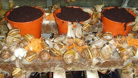 Snail Farming | How To Sterilize Soil for Snail Farming | soil Testing | Complete Beginner