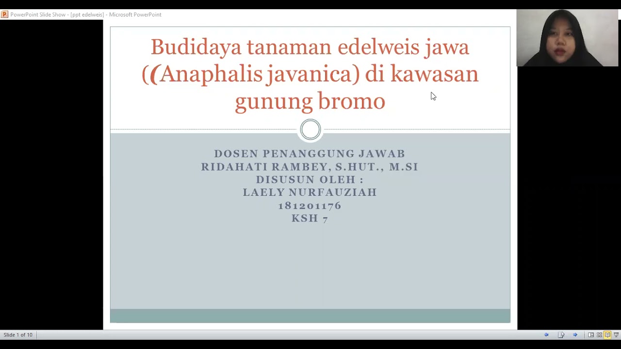 cara budidaya edelweis jawa (anaphalis javanica) 