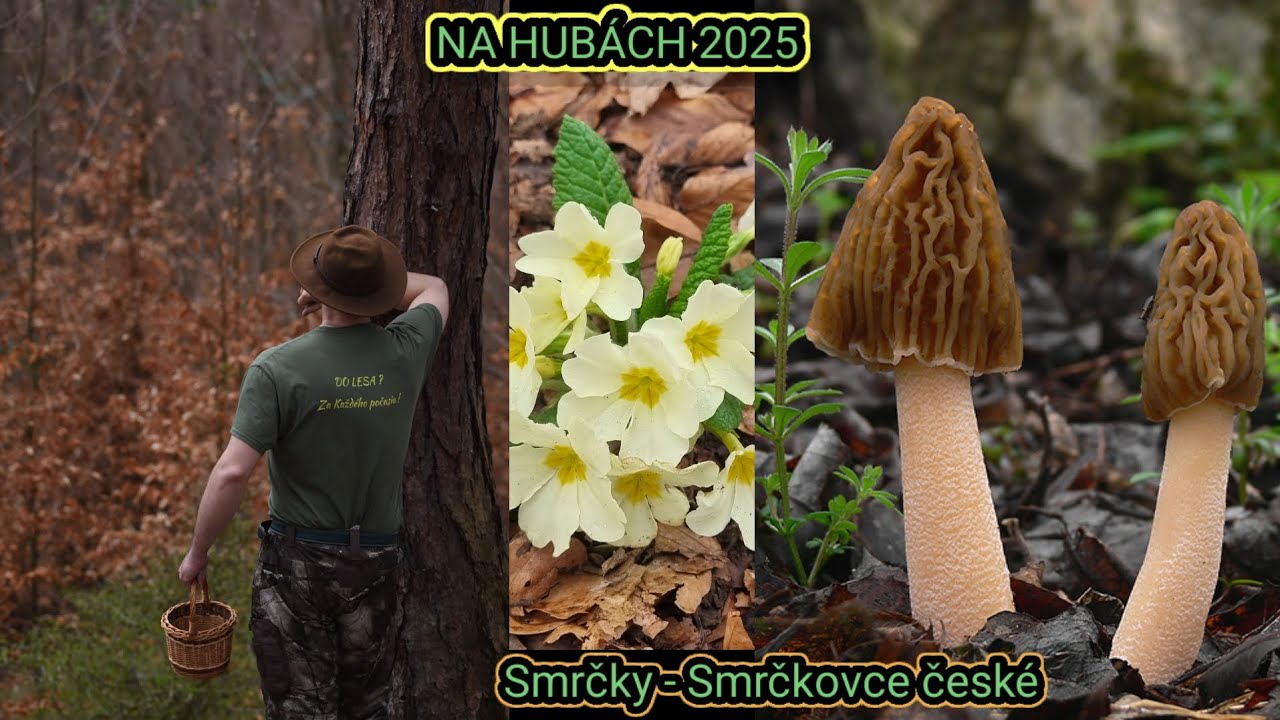 NA HUBÁCH 2025 - Smrčky - Smrčkovce české - Výskyt - Miesta - Kde hľadať ? - 30.3.2025 - Prieskum