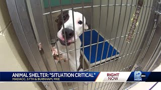 Milwaukee animal shelter in crisis, caring for nearly 400 animals