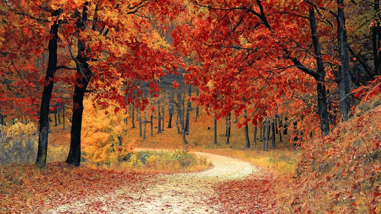 The Autumn Path On Your Screen All Year | 2 Hours TV Art Screensaver | No Sound     ---EcoArtLab