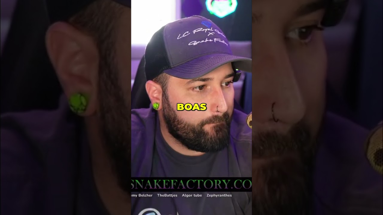 Meet Lemon Meringue: A Boa Constrictor's Sweet Name! #shorts