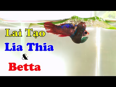 Video Thử Ghép Đôi Cá LIA THIA ĐỒNG Và Cá BETTA - Kết Quả... - youtube