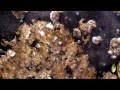 Barnacles Eating