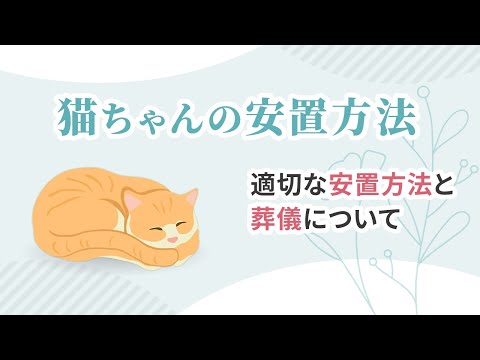 【解説】猫ちゃんが亡くなったら何をすればいい?|安置方法と葬儀について
