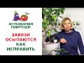 ЗАВЯЗИ ОСЫПАЮТСЯ. КАК ИСПРАВИТЬ