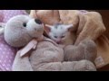 寝たらダメだ！寝たらダメだ！寝たらダメだ！寝たらダメだ！　子猫はだんだん眠くなーる（笑）　Kitten sleepy gradually